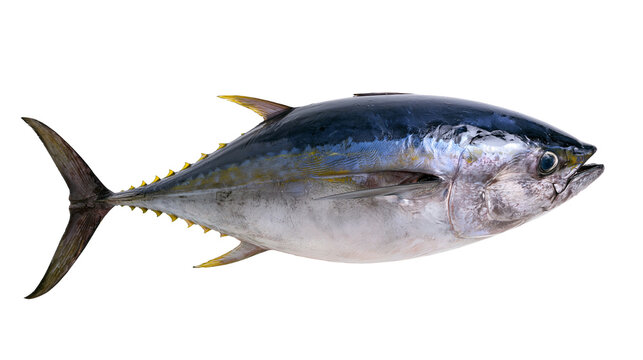 Whole fresh yellowfin tuna fish detailed with fins and tail, isolated on transparent background