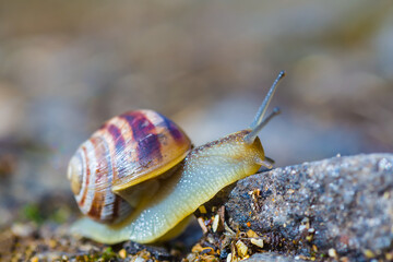 closeup grape snail  crawl on the ground © Yuriy Kulik