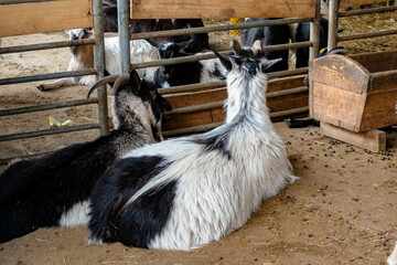 Obraz premium Domestic Goats Resting Inside a Wooden Barn Pen on a Farm in Rural Setting