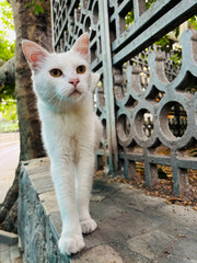 close up of a cat. portrait of a cat © fizke7