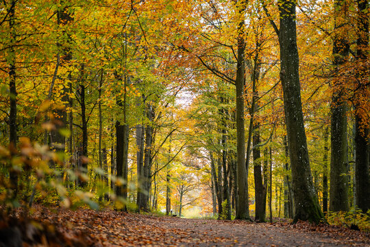 Scenic autumn landscape in Sk&aring;ne, Sweden, surrounded by colorful trees and vibrant seasonal foliage. Warm golden and orange tones create a peaceful natural atmosphere