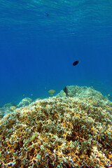 Sunlight over shallow coral reef with fish and water surface, Okinawa © bongoman