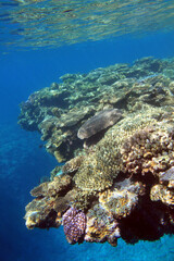 Coral reef formation in shallow clear water with sunlight, Okinawa © bongoman