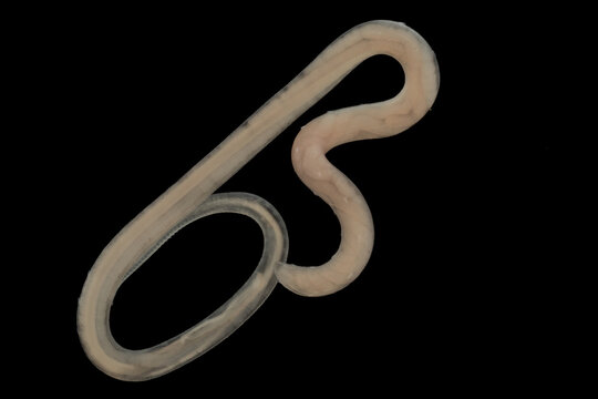 Scientific collection of freshwater trematode parasites, including Clinostomum spp., Postorchigenes sp., and Thapariella sp. These parasitic flatworms have complex life cycles involving multiple hosts