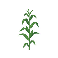 Fototapeta premium Single green corn plant stalk with leaves isolated vector illustration Vector