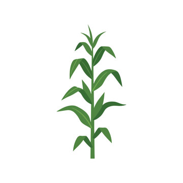 Single green corn plant stalk with leaves isolated vector illustration Vector