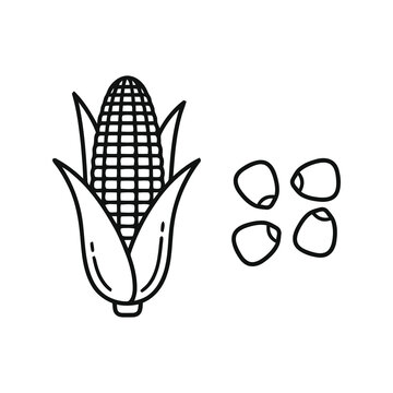 Fresh corn cob and individual kernels in a simple black and white line art drawing style Vector