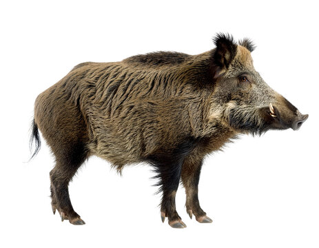 Wildschwein in der Profil-Ansicht isoliert auf transparentem Hintergrund 