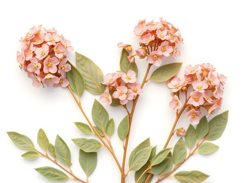 spirea flower pressed dried  on white background , pink spirea flower