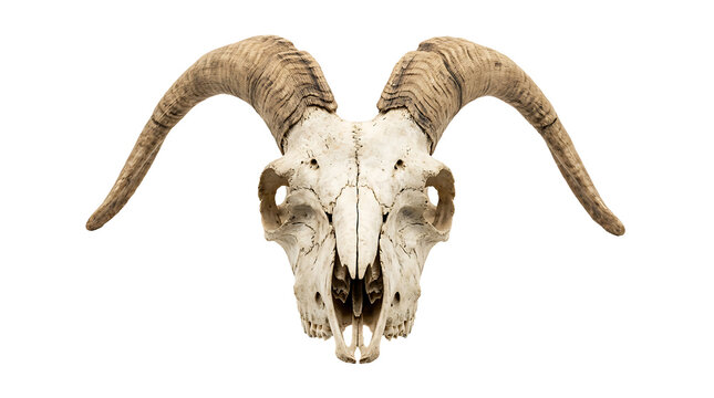 Ram skull with large curved horns facing forward isolated on transparent background