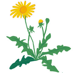Fototapeta premium yellow flowers illustration, detailed botanical graphic for spring nature and floral design 