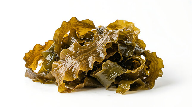 Pile of wet raw kelp seaweed on white background