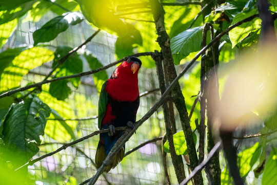 Vibrant red-and-green eclectus parrot perched among lush tropical foliage, illuminated by dappled sunlight, with vivid plumage standing out against a softly blurred rainforest backdrop.