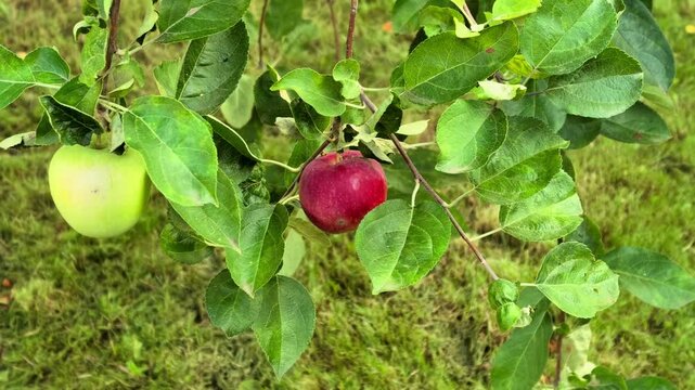 Red and green apples grow together on a tree branch in close up, fresh seasonal fruit, summer orchard and natural harvest.