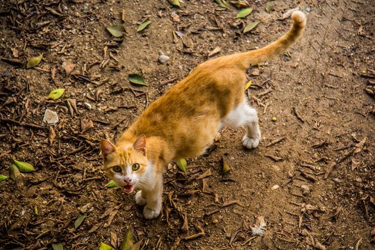 Bastet goddess of ancient Egyptian religion, Egyptian furry Cat, home animal, cute pet selective focus with shallow depth of field. Cairo Egypt.