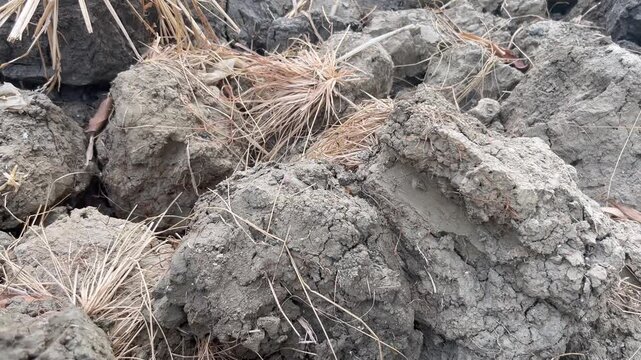 Dry, rough texture of mud clods in a field"