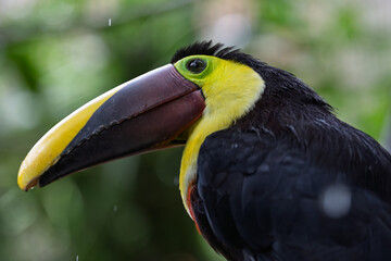 Yellow-throated toucan perched in tropical rainforest looking left © RdB