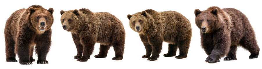 Fototapeta premium Majestic brown bears in various natural poses, showcasing their powerful physique and dense fur.