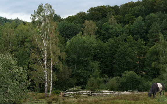 paysage mar&eacute;cageux avec for&ecirc;t au fond
