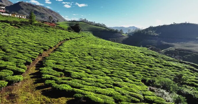 Aerial view of the lush green tea plantations of Munnar, Kerala, covering rolling hills under a bright blue sky with scattered clouds, the scenic beauty of this popular hill station in South India.