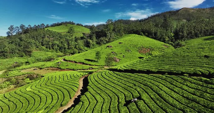 Aerial view of the lush green tea plantations of Munnar, Kerala, covering rolling hills under a bright blue sky with scattered clouds, the scenic beauty of this popular hill station in South India.
