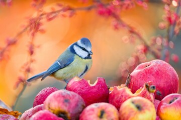 A cute blue tit sits on fallen apples and eats them. A beautiful blue tit in the nature habitat. Autumn scene with a blue tit. Cyanistes caeruleus © Monikasurzin