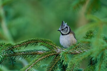 A crested tit sits on a spruce twig. A cute crested tit in the nature habitat. Wildlife scene with a crested tit. Lophophanes cristatus © Monikasurzin