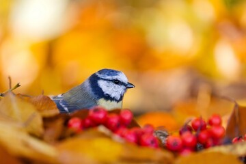  A beautiful blue tit in the nature habitat. Autumn scene with a blue tit. Cyanistes caeruleus © Monikasurzin