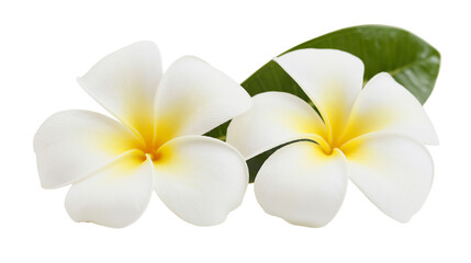 Fototapeta premium Two white plumeria flowers with yellow centers and a green leaf, isolated on transparent background