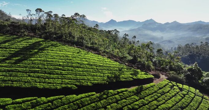 Aerial view of the lush green tea plantations of Munnar, Kerala, covering rolling hills under a bright blue sky with scattered clouds, the scenic beauty of this popular hill station in South India.