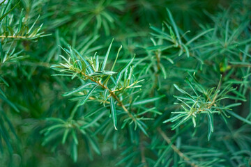 Sea buckthorn leaves as a natural green background. © Anatoliy