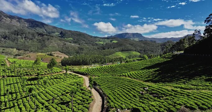 Aerial view of the lush green tea plantations of Munnar, Kerala, covering rolling hills under a bright blue sky with scattered clouds, the scenic beauty of this popular hill station in South India.