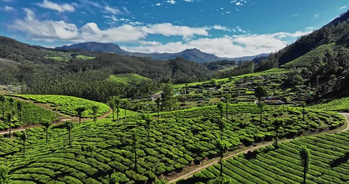 Aerial view of the lush green tea plantations of Munnar, Kerala, covering rolling hills under a bright blue sky with scattered clouds, the scenic beauty of this popular hill station in South India.