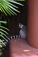 Naklejka premium Close Up Side Profile of Ring-Tailed Lemur at Singapore Zoo, Singapore
