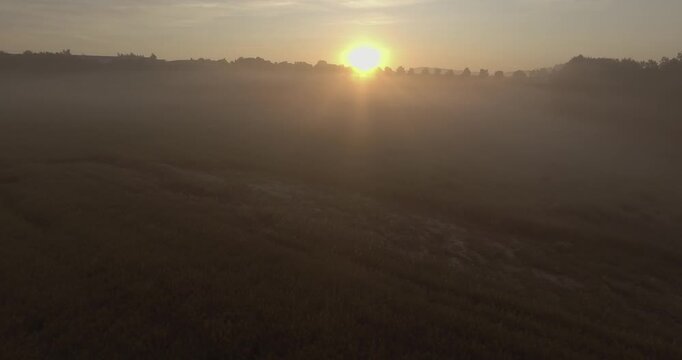 Dichter Nebel &uuml;ber Waldwipfeln bei Sonnenaufgang, Drohnenaufnahme, D-Log