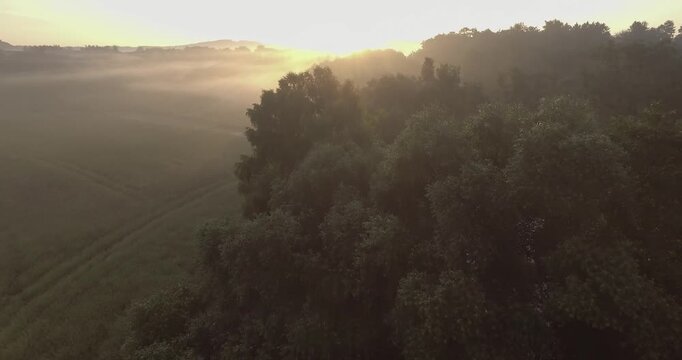 Langsamer Vorw&auml;rtsflug und Steigflug &uuml;ber neblige Baumkronen hinweg bei Sonnenaufgang gefilmt mit DJI Inspire 1 Pro und Zenmuse X3, D-Log