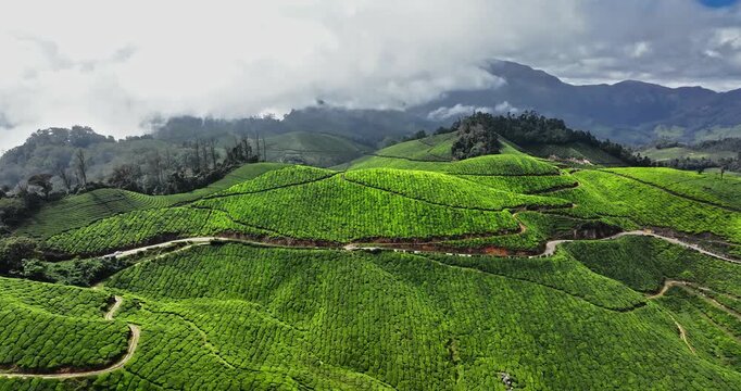 Aerial view of the lush green tea plantations of Munnar, Kerala, covering rolling hills under a bright blue sky with scattered clouds, the scenic beauty of this popular hill station in South India.