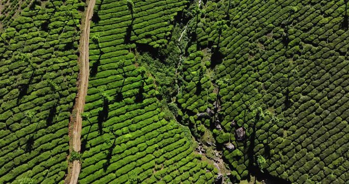 Aerial view of the lush green tea plantations of Munnar, Kerala, covering rolling hills under a bright blue sky with scattered clouds, the scenic beauty of this popular hill station in South India.