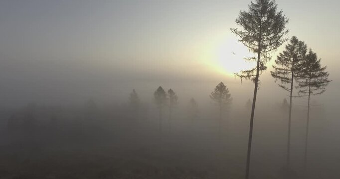 Dynamischer Vorw&auml;rtsflug an B&auml;umen vorbei in dichtem Nebel bei Sonnenaufgang gefilmt mit DJI Inspire 1 Pro und Zenmuse X3, D-Log