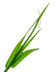 Obraz premium Blade of grass isolated on transparent or white backgrounds