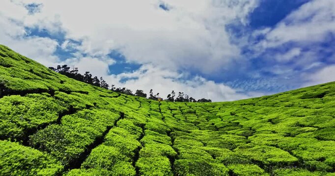 Aerial view of the lush green tea plantations of Munnar, Kerala, covering rolling hills under a bright blue sky with scattered clouds, the scenic beauty of this popular hill station in South India.
