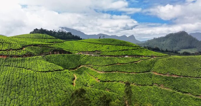Aerial view of the lush green tea plantations of Munnar, Kerala, covering rolling hills under a bright blue sky with scattered clouds, the scenic beauty of this popular hill station in South India.