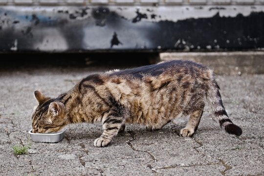 Young stray cat eating cat food from dish. Horizontal image with selective focus.