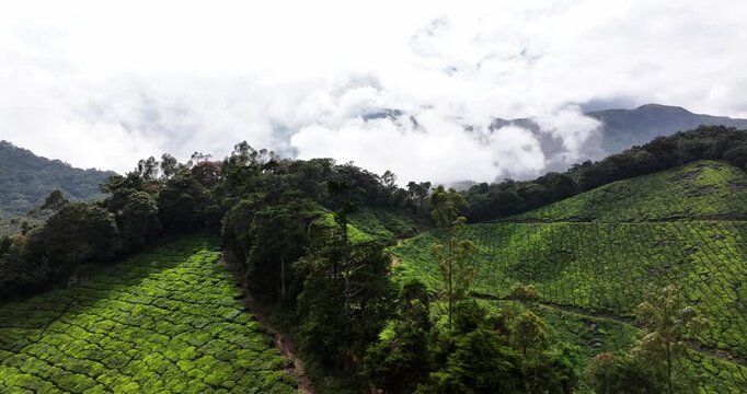 Aerial view of the lush green tea plantations of Munnar, Kerala, covering rolling hills under a bright blue sky with scattered clouds, the scenic beauty of this popular hill station in South India.