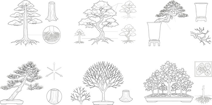 Set of Bonsai Tree Styles Line Art Vector Illustrations with Growth Techniques and Botanical Development Diagrams