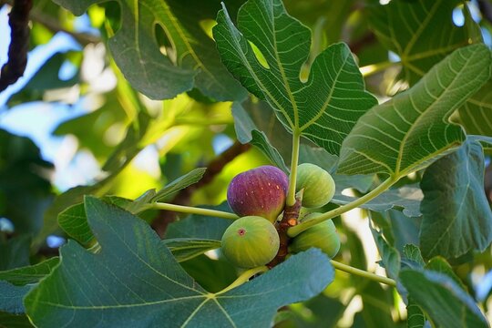Figs on a fig tree, in Attica, Greece