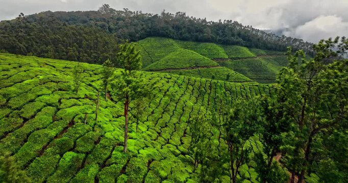 Aerial view of the lush green tea plantations of Munnar, Kerala, covering rolling hills under a bright blue sky with scattered clouds, the scenic beauty of this popular hill station in South India.