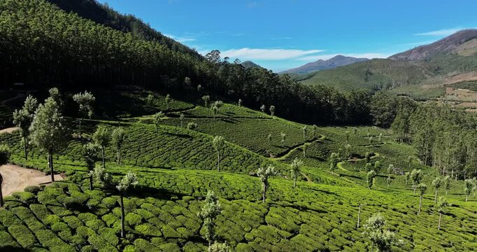 Aerial view of the lush green tea plantations of Munnar, Kerala, covering rolling hills under a bright blue sky with scattered clouds, the scenic beauty of this popular hill station in South India.