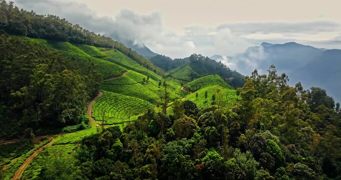 Aerial view of the lush green tea plantations of Munnar, Kerala, covering rolling hills under a bright blue sky with scattered clouds, the scenic beauty of this popular hill station in South India.