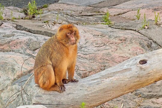 Barbary macaque (Macaca sylvanus), also frequently referred to as a Barbary ape, Korkeasaari Zoo, Helsinki, Finland, Europe.